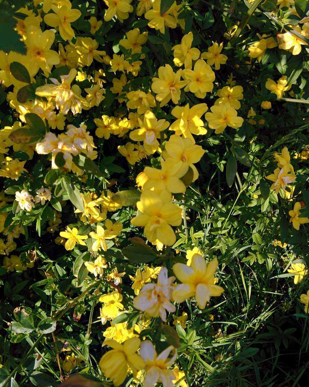 Jasminum mesnyi (= Jasminum primulinum)